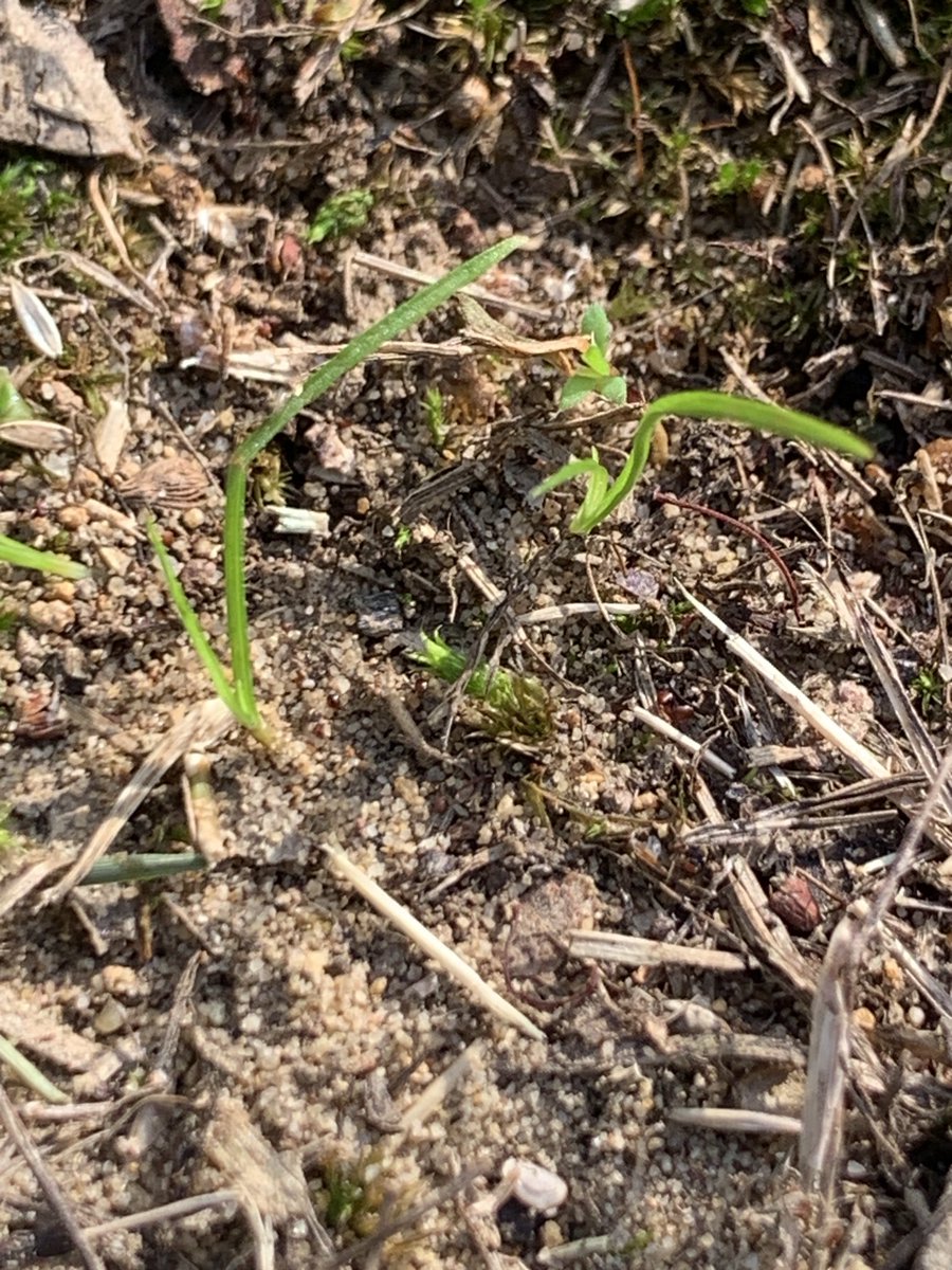 Envu Turf AUS tweet media