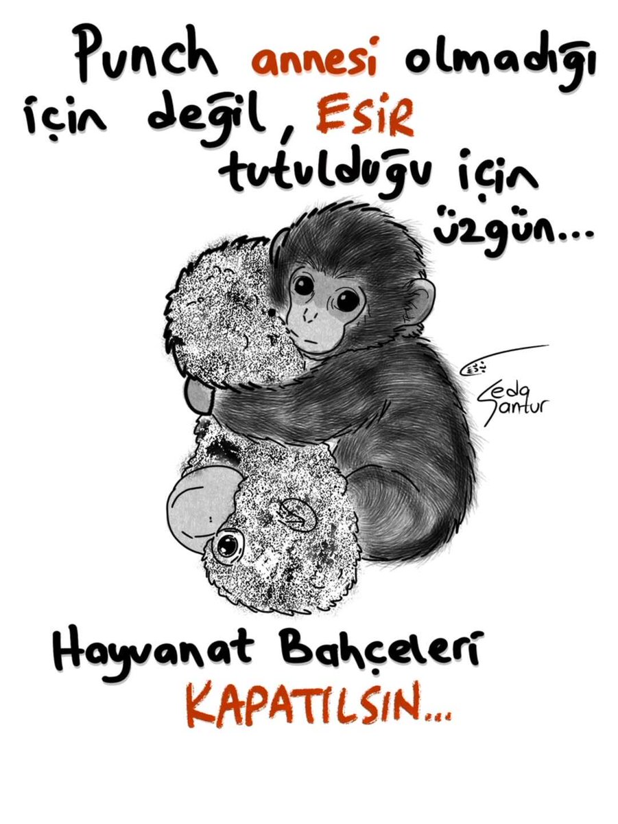 "Hayvanlara yapılan eziyetler son bulsun artık"

Punch'ın popüler olması, esir tutulduğu hayvanat bahçesinin ziyaretçi rekoru kırmasını sağladı.

Uzmanlara göre bu ziyaretçi akını Punch'ın üzerindeki stresi daha da artırıyor.

Hayvanat bahçelerinin kapatılmasını talep eden Cüneyt