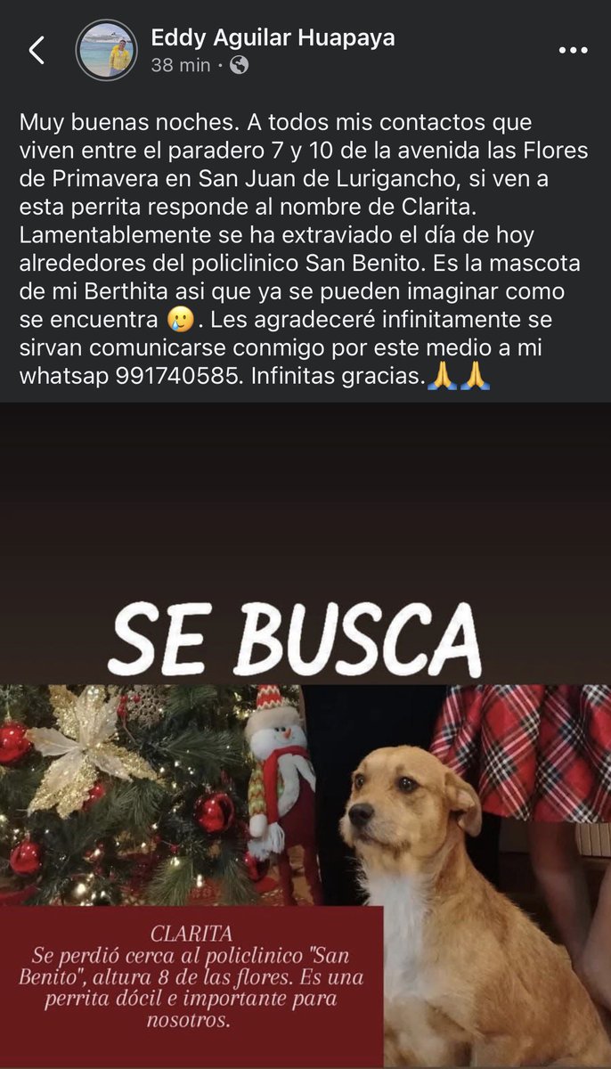 🚨 PERRITA PERDIDA EN SAN JUAN DE LURIGANCHO 🚨
📍Entre el paradero 7 y 10 de la Av. Las Flores de Primavera #SJL

TELÉFONO: 991740585 ☎️
COMPARTIR POR FAVOR!!!! ⚠️

<a href="/tatianaastengo/">Tatiana Astengo</a> <a href="/Paola310/">Paola Pejoves</a> <a href="/AdrianzenEduard/">Eduardo Adrianzén</a> <a href="/ALCOPERU/">ALCE Perú🐸🐶🐱🐰🐯🐣🐮🐷🐳🐵🐢</a> <a href="/incondic_peru/">Incondicional 🐶💕🐱</a> <a href="/vanessasaba75/">Vanessa Saba</a> <a href="/peravi/">Pao Peralta 🐶 Rescatando Perritos 🇵🇪</a> <a href="/raulc82/">Raul Castagneto</a> <a href="/catasubirana/">👩🏼‍🦳Cata Subirana (she/her)</a>