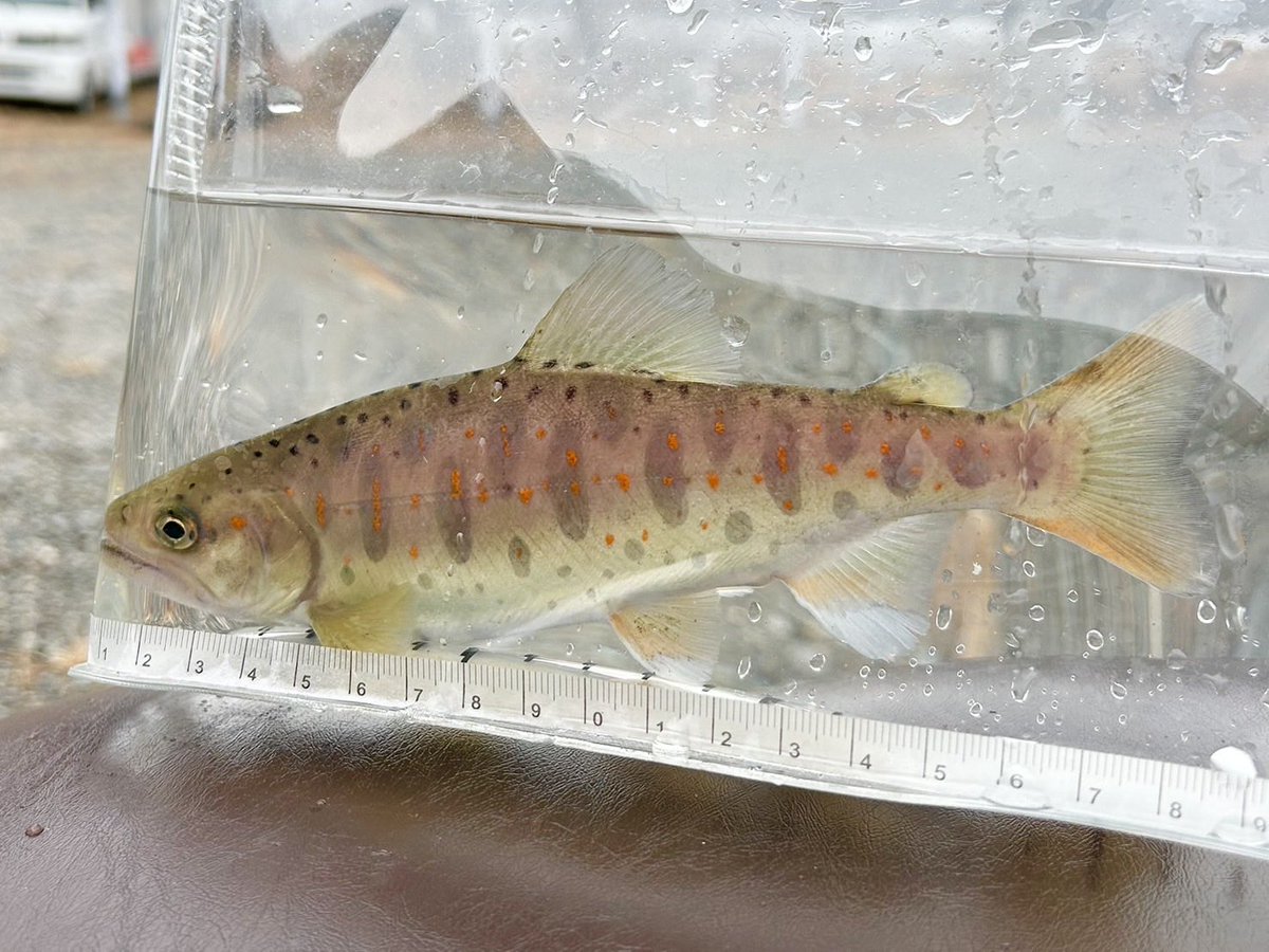 KHgyokyou's tweet photo. 本日試し釣りが行われました🐟

・アマゴ
　尾白川　最大18.7cm 63g
　本谷川　最大23cm   138g

　釣果合計　26尾
　平均　18.2cm 60.7g

・イワナ
　尾白川　最大27.5cm 167g
　本谷川　最大23cm 87g

　釣果合計　15尾
　平均　19.6cm 76g

#峡北漁業協同組合 #渓流釣り 
#山梨県 #あまご #いわな https://t.co/k0d1NMmsGE