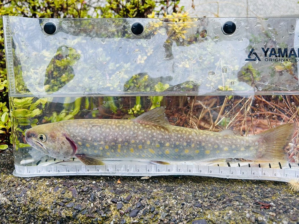 KHgyokyou's tweet photo. 本日試し釣りが行われました🐟

・アマゴ
　尾白川　最大18.7cm 63g
　本谷川　最大23cm   138g

　釣果合計　26尾
　平均　18.2cm 60.7g

・イワナ
　尾白川　最大27.5cm 167g
　本谷川　最大23cm 87g

　釣果合計　15尾
　平均　19.6cm 76g

#峡北漁業協同組合 #渓流釣り 
#山梨県 #あまご #いわな https://t.co/k0d1NMmsGE