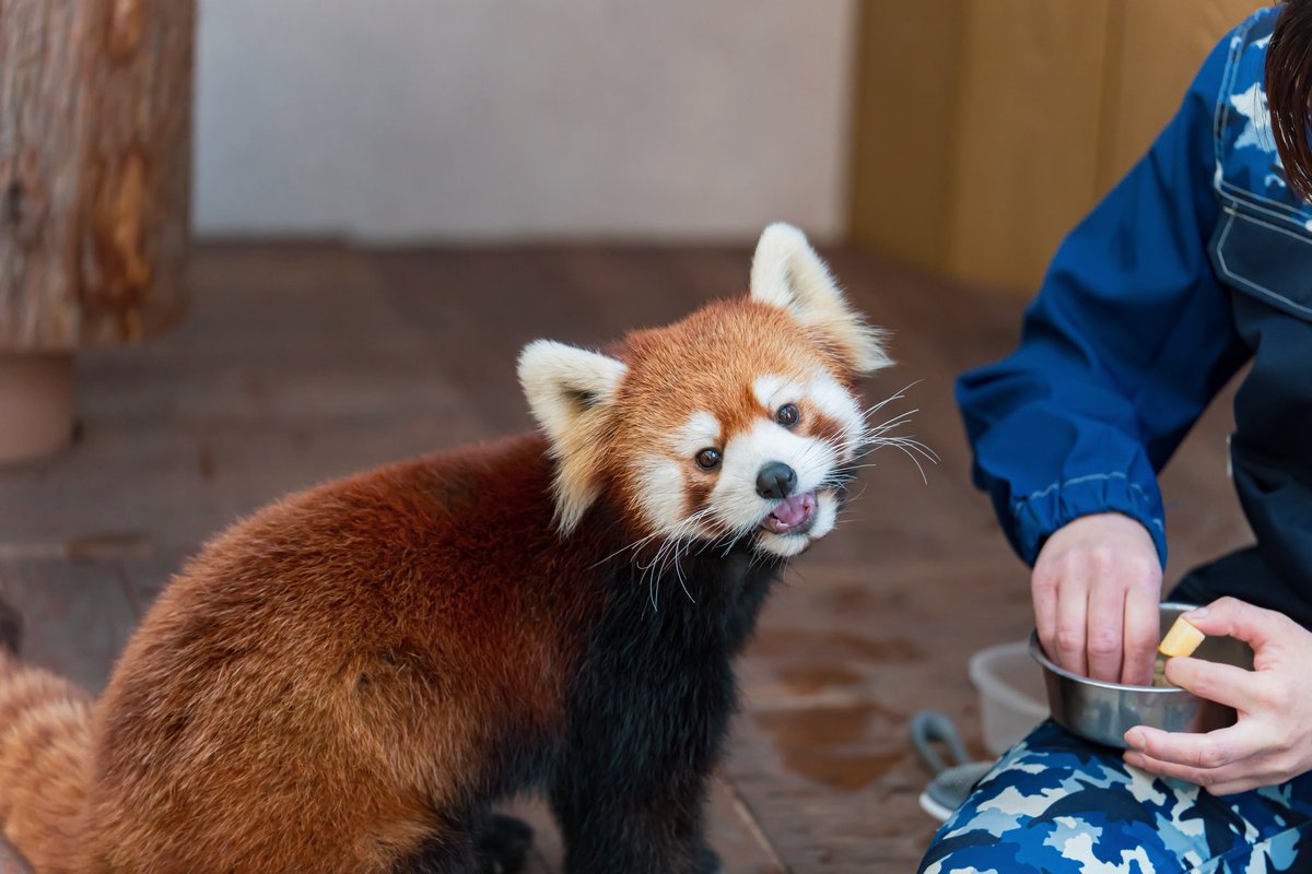ごはん食べさせてもらうお嬢様🥰✨ 📸2026.2.18 #八景島シーパラダイス