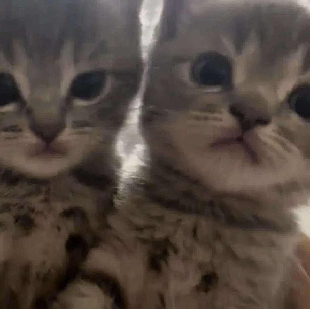 🐰ྀི (@getabinny) on Twitter photo 