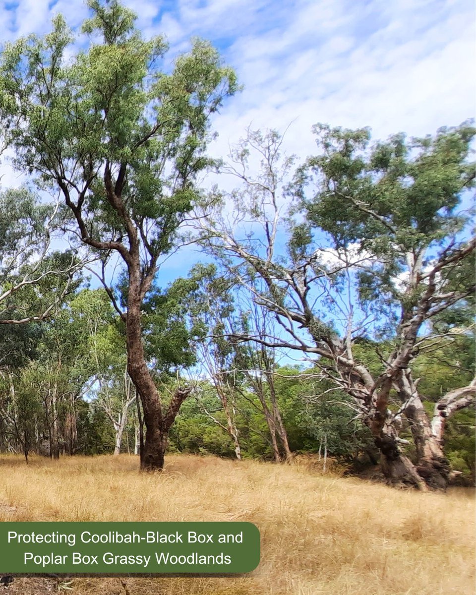 Southern Qld Landscapes tweet media