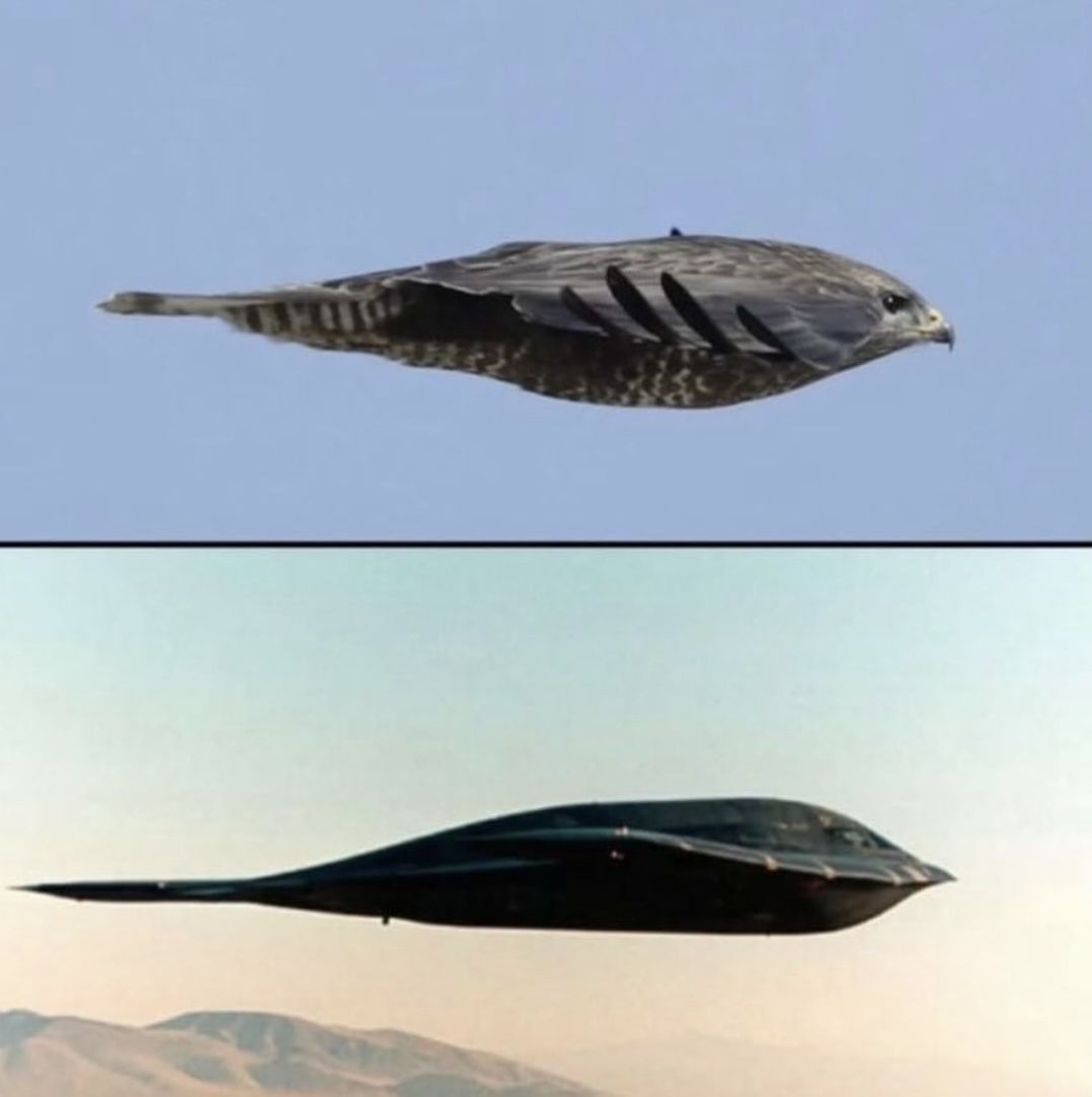 When engineers copy nature