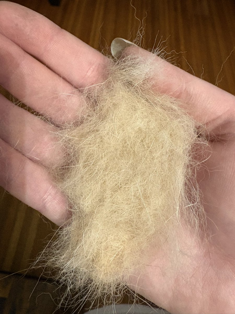I have to sing to Casca while pulling her butt fur tufts or she gets very angry. She also gets very angry when she sees them in my hand, so I have to hide them. She thinks I am stealing her fur. What a particular little girl