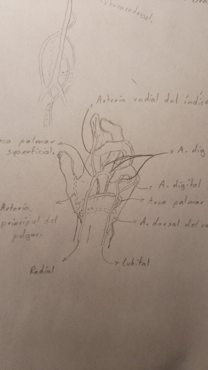 ( ᗒTomᗕ ) tweet media