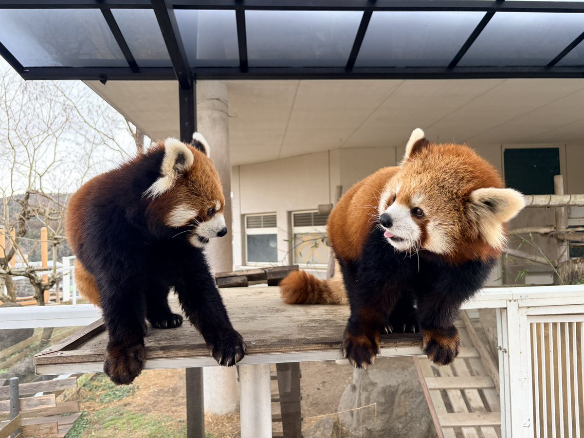 現在繁殖期のレッサーパンダ。5年程の付き合いになるペアですが、レイレイ♂(左)が優香♀(右)を怖がり、近くに寄ることすらままなりませんでした。しかし今年はレイレイがとても積極的で、並んで撮影が出来るまでになりました。別人のように図々しくなった彼に対して少し引いている優香が面白いです😂