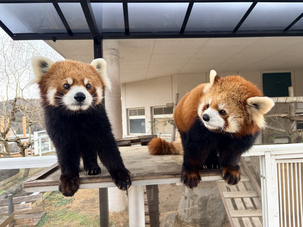 もんもん (@monmon_redpanda) / Posts / X