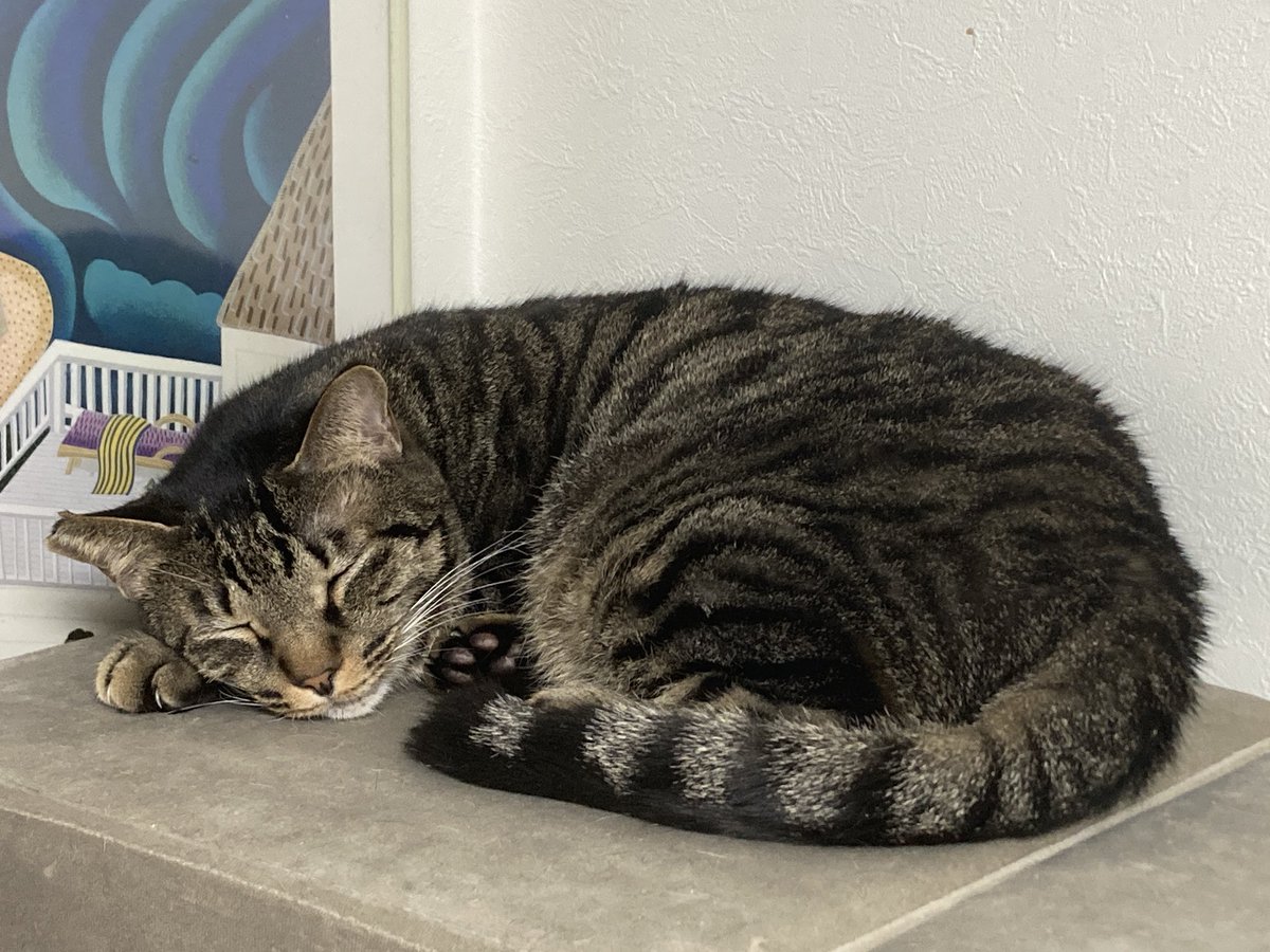 たしかこんな感じで寝てる猫の絵がありましたね。名前が思い出せず