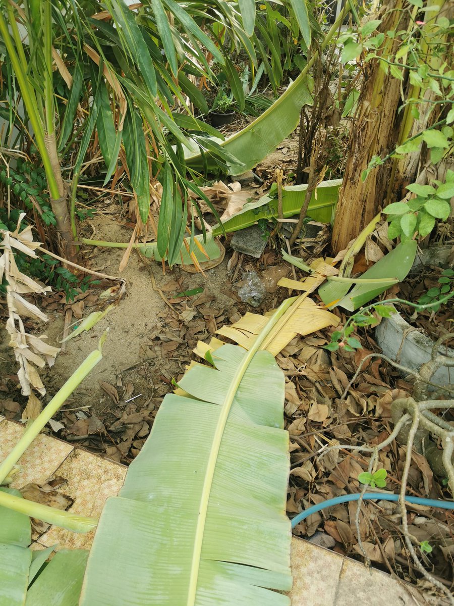 —darin, elsewhere tweet media