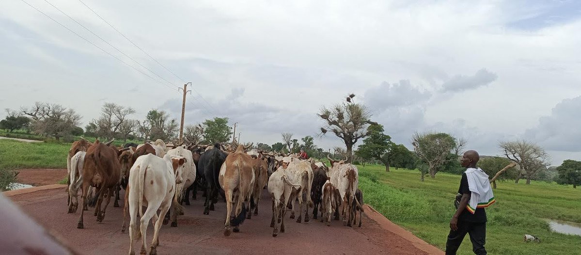 Peace News Network tweet media