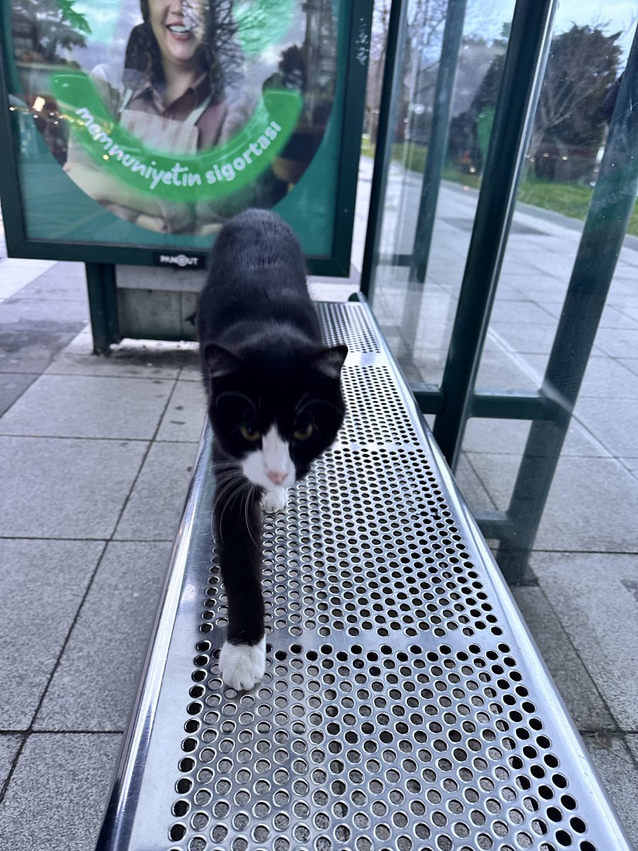 Herhangi bir kedi ve ben geldikten bir saniye sonrası