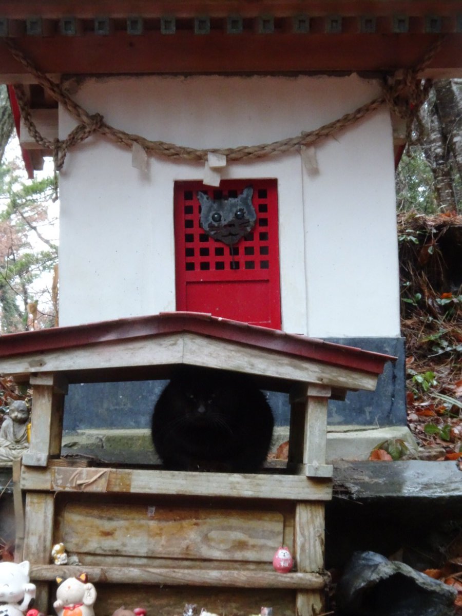 DEMPA1125's tweet photo. 田代島の猫神社にまっくろくろすけいた https://t.co/TomWvygHRO