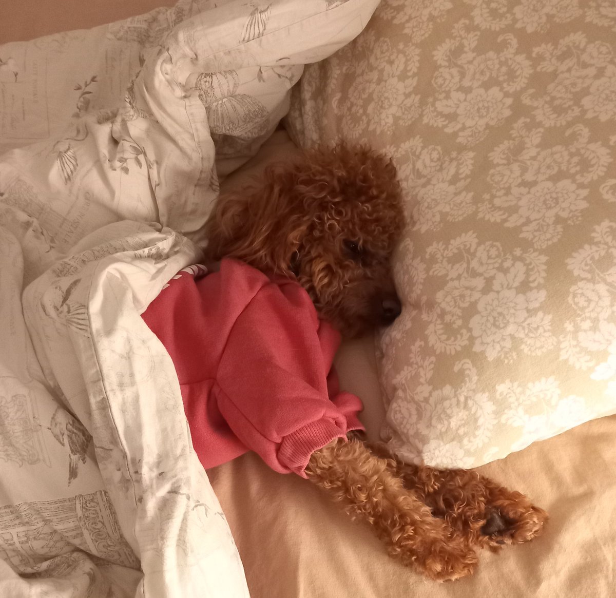 Şunu bırakıp işe gelmek sinirimi bozuyor