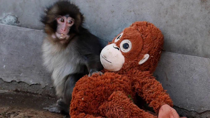 داستان غم انگیز «پانچ»: شادی بخش کوچک که مادرش او را رها کرد