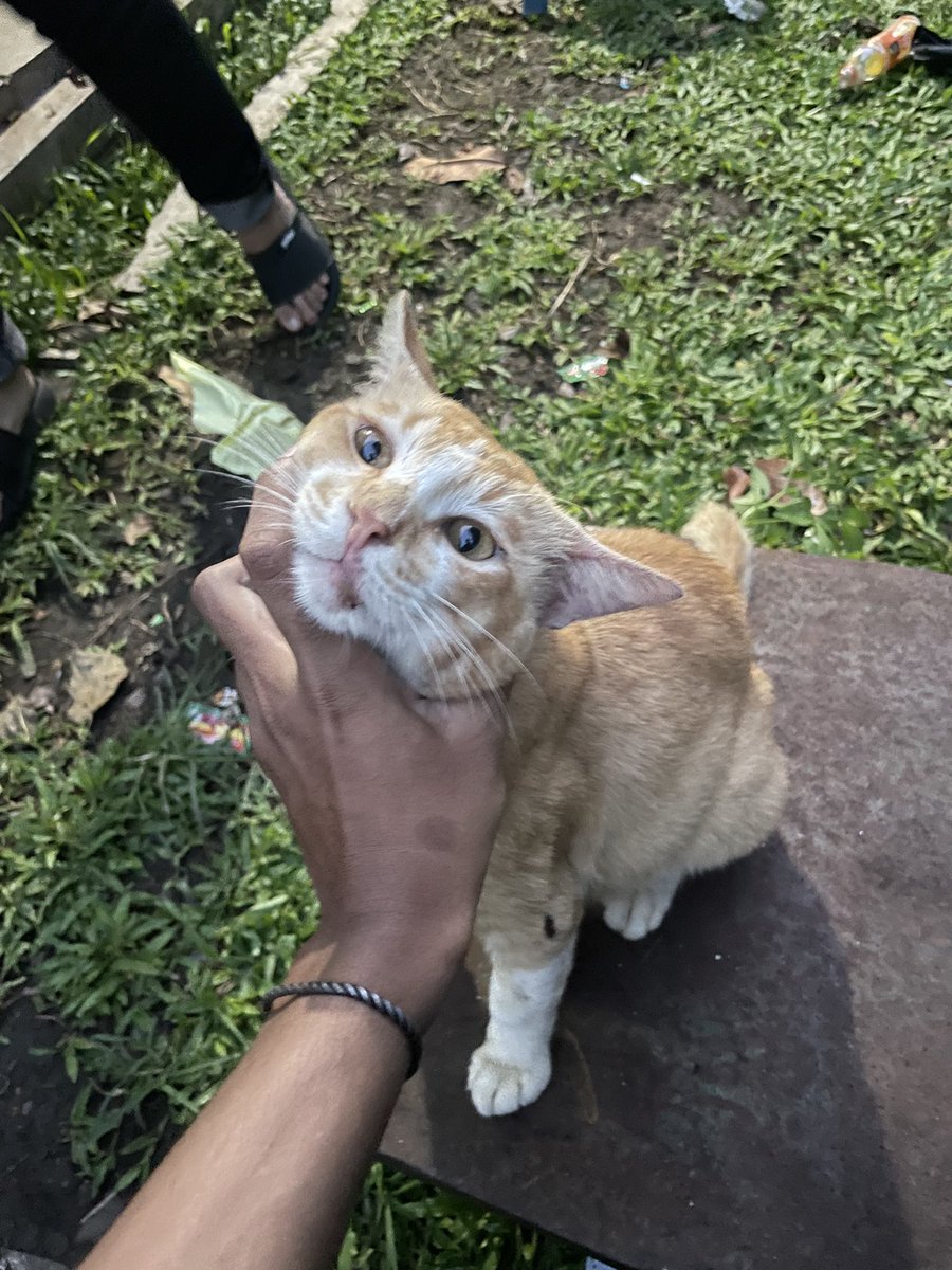 Tjimen_'s tweet photo. Beli ayam ➡️ dikasi makan➡️ dipotong ➡️ dikasi makan ke Muso https://t.co/FUSMkjeOeY