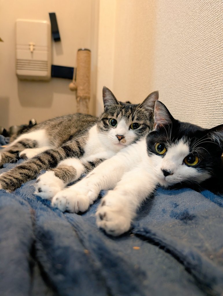 雨だねぇ🐱🐱そうだねぇ