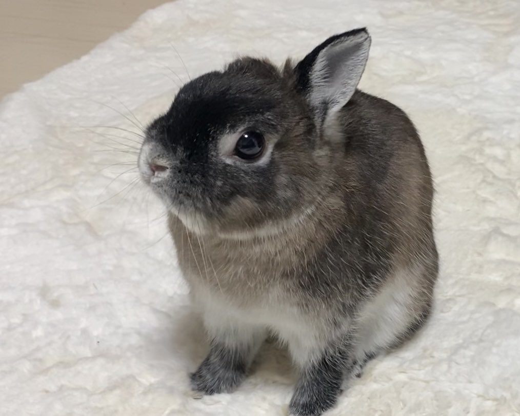 うさぎのふうりん tweet media