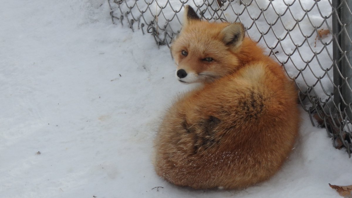 🦊
ちょっと揚げすぎたコロッケ😆　ﾀｲｼｮｰ!

#北きつね牧場