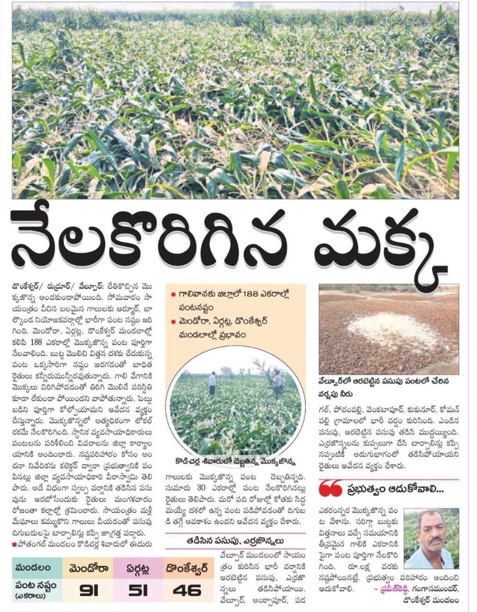 RaoKavitha's tweet photo. అకాల వర్షాలు ఆర్మూరు, బాల్కొండ నియోజకర్గాల్లో మొక్కజొన్న పంటను దెబ్బతీశాయి

గింజపట్టే దశలో ఉన్న మొక్కజొన్న చేలు ఈదురుగాలులకు నేలకొరిగాయి. మొక్కలు విరిగిపోవడంతో రైతులు సర్వస్వం కోల్పోయారు

రైతులు ఆరబోసిన పసుపు, ఎర్రజొన్నలు వర్షానికి తడిచిపోయింది.. ప్రభుత్వం వెంటనే స్పందించి మొక్కజొన్న రైతులకు పంట నష్ట పరిహారం అందించి ఆదుకోవాలి. పసుపు, ఎర్రజొన్నల రైతులకు సాయం అందించాలి.

బోధన్ నియోజకవర్గంలో శనగ రైతులకు మద్దతు ధర దక్కడం లేదు. దీంతో 15 వేల ఎకరాల్లో శనగ పంట సాగు చేసిన రైతులు నష్టపోతున్నారు.

ఎకరానికి 12 క్వింటాళ్ల వరకు దిగుబడి రావాల్సి ఉండగా ఈసారి 5 నుంచి 8 క్వింటాళ్ల దిగుబడి మాత్రమే వచ్చింది. అనుకున్న స్థాయిలో పంట చేతికి రాకపోగా.. పండిన పంటను మద్దతు ధరకన్నా క్వింటాల్ కు రూ.450కి తక్కువకు కొనుగోలు చేస్తున్నారు. మద్దతు ధరకు శనగలు కొనేలా వెంటనే ఆదేశాలు ఇవ్వాలి