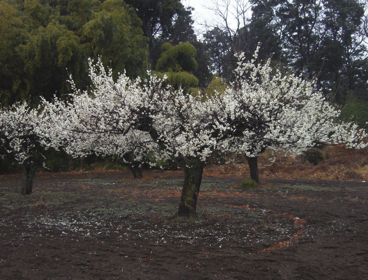 昼 (@_qiio_c) on Twitter photo 