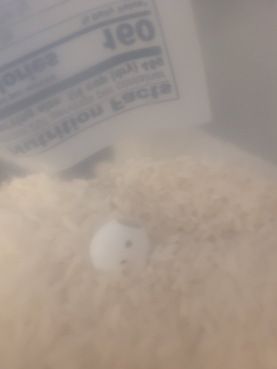 NEETmoth (laid off edition) tweet media