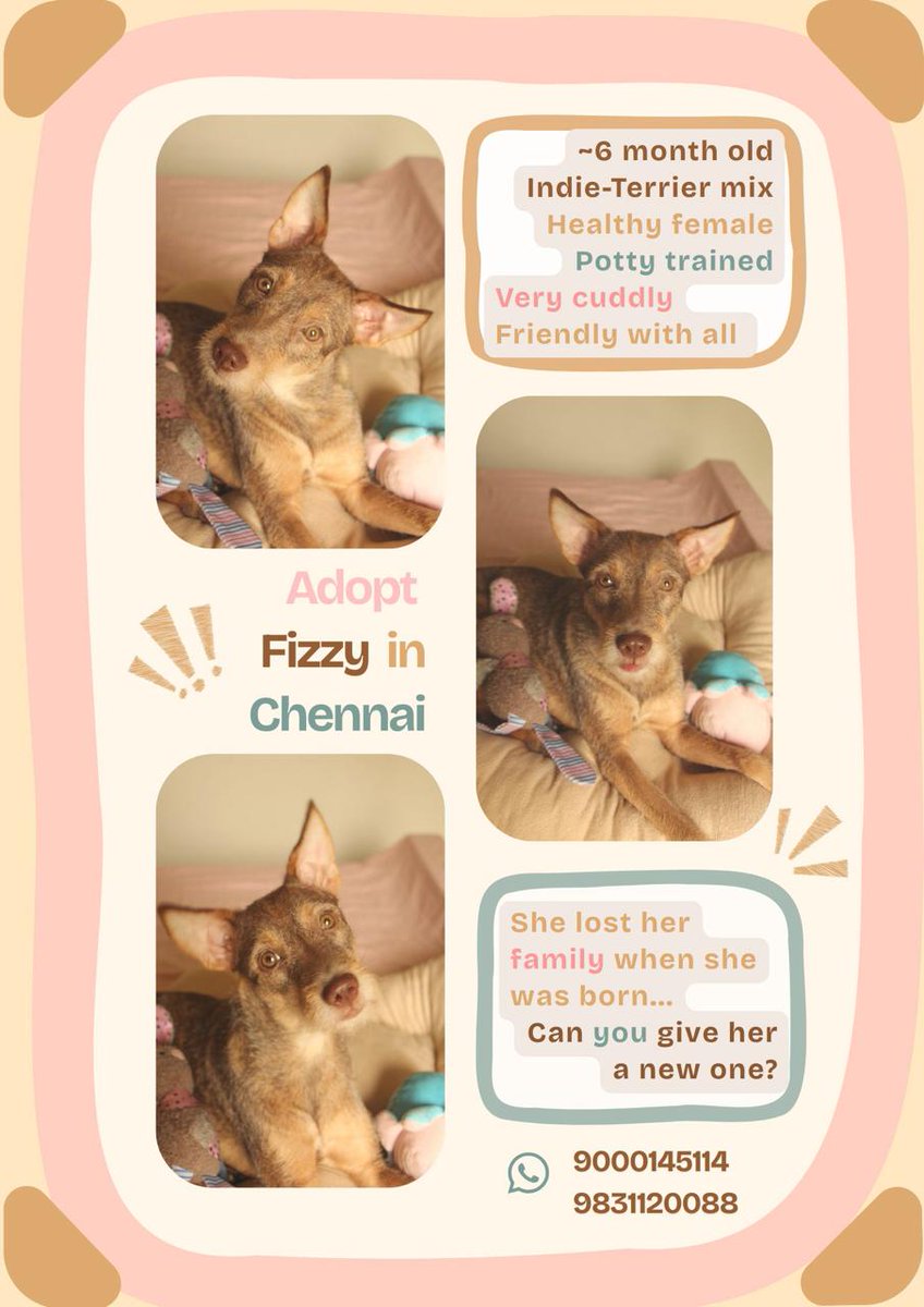 Beebo00000's tweet photo. Fizzy lost her mother and sibling before turning 2 months old. We found her covered in ants, ticks and fleas

She has the won the hearts of all who have met her 

If you're in Chennai and looking for a cuddly companion, please consider welcoming Fizzy to your home! https://t.co/UjL7qn5x4V