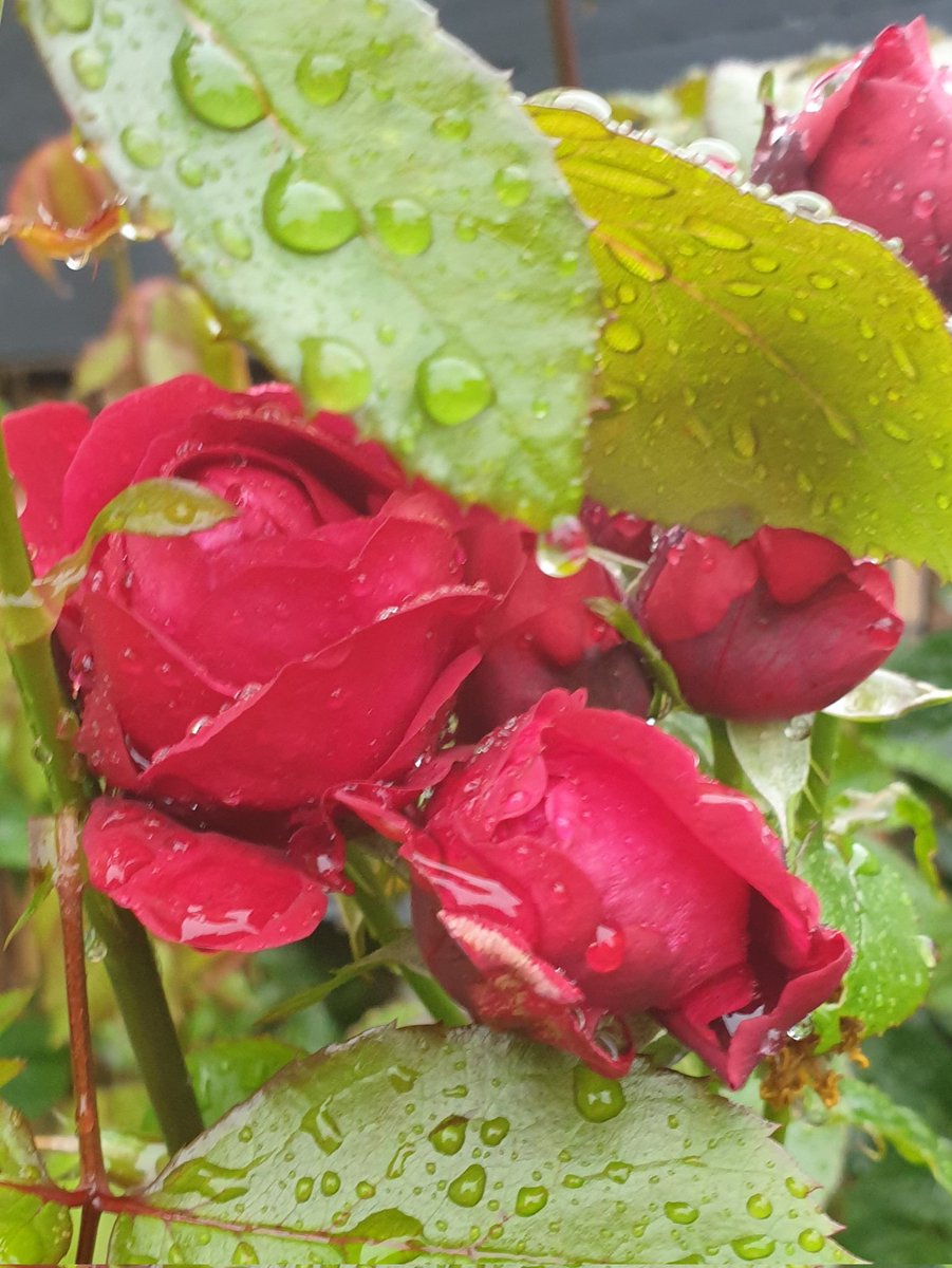 tina white tweet media