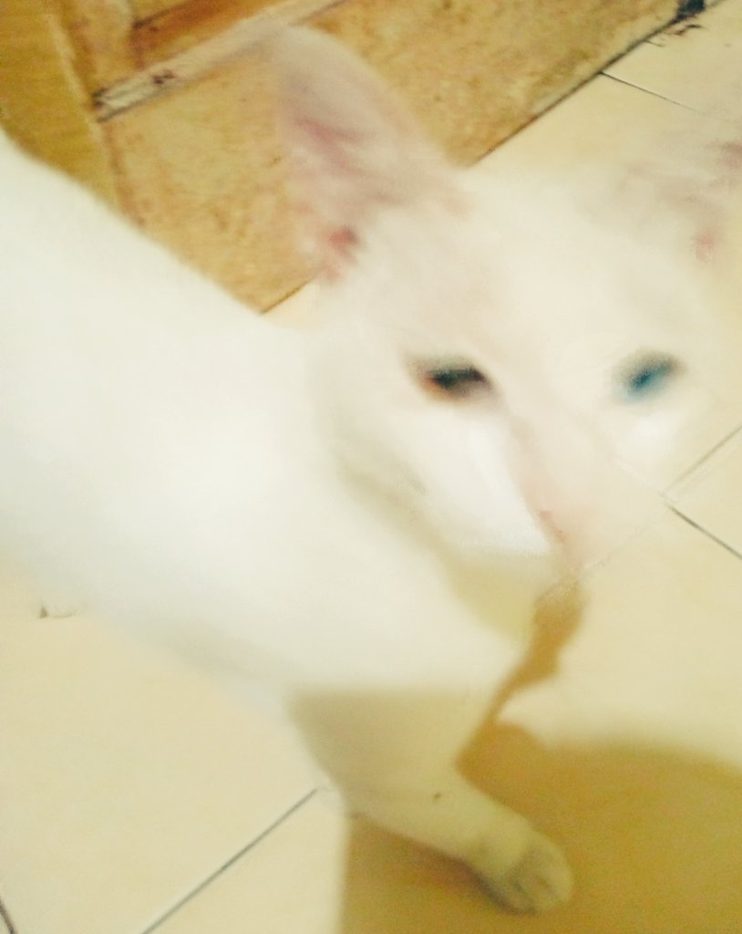 Mampir dan ikut makan, biasanya suka ngilang sendiri klo udah pada gendut.