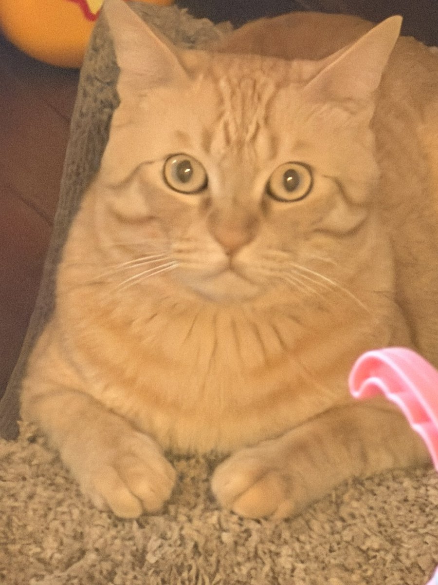 shu /notTT tweet media