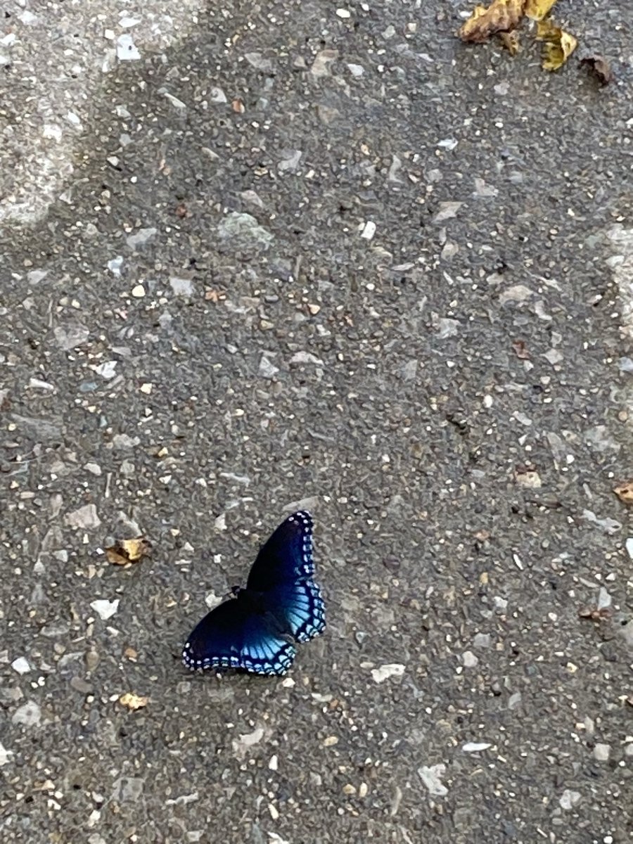 Um I walked out in my backyard and guys I think this action will have consequences