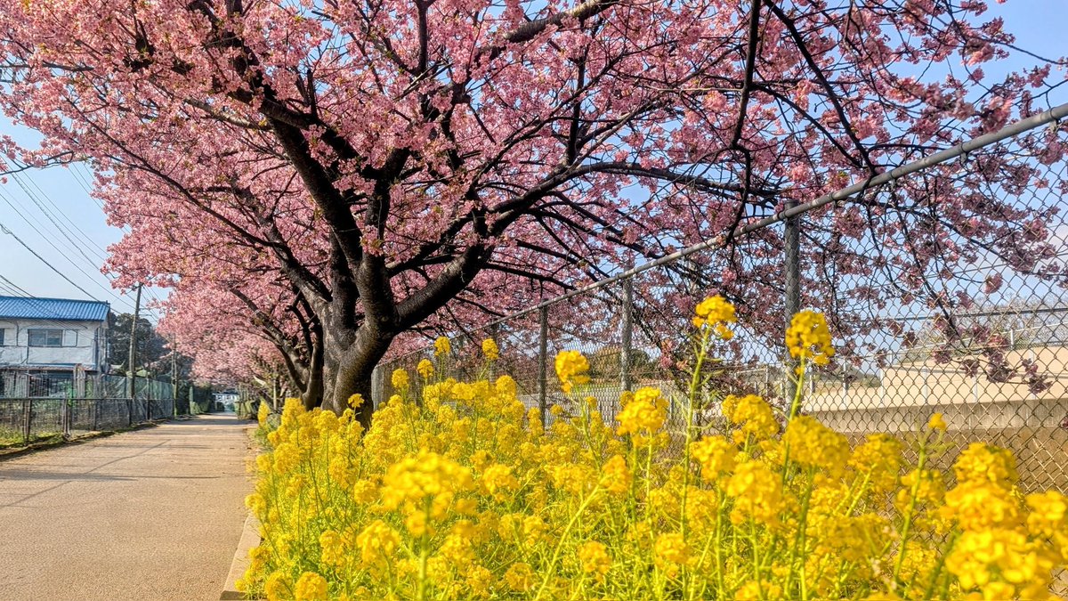 だーみさ tweet media