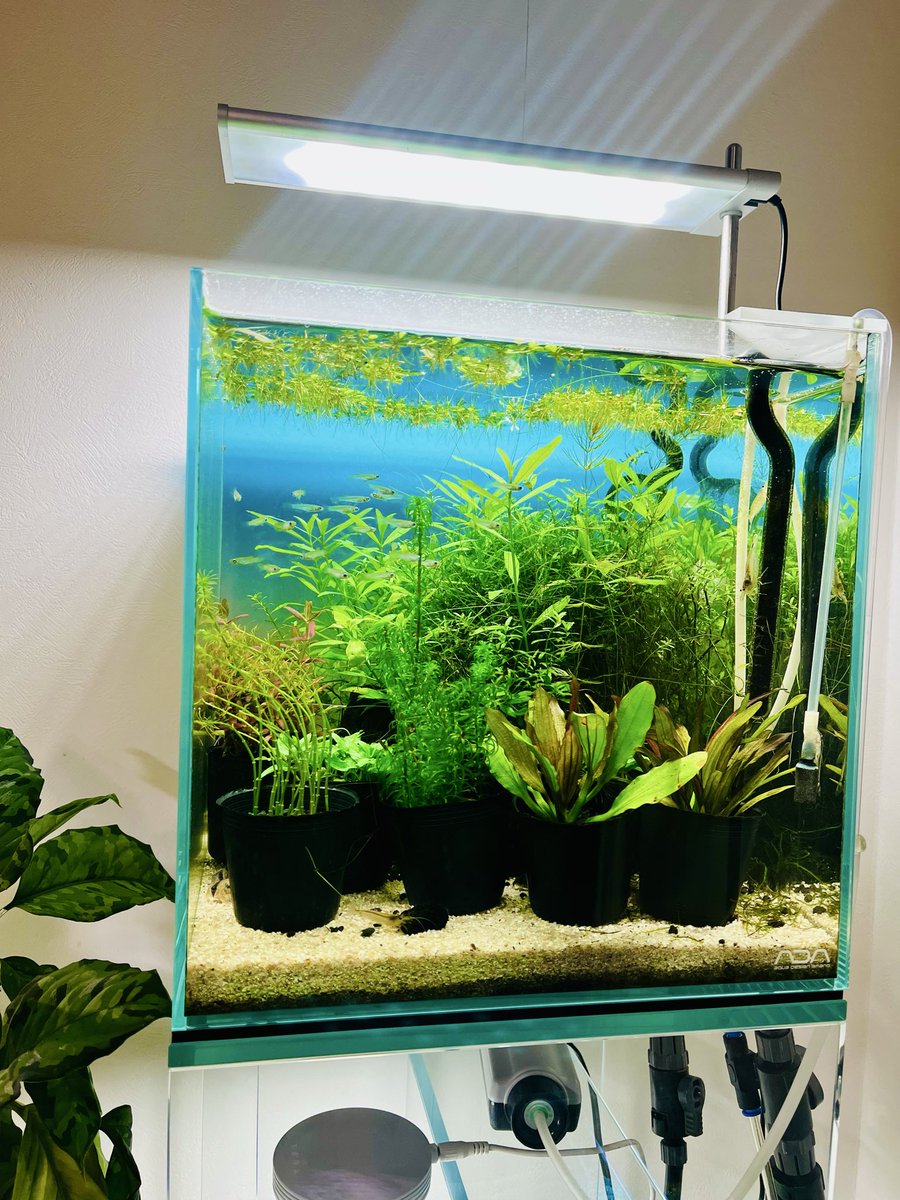30cmCUBE 整理しました Before and After #水草 #アクアリウム