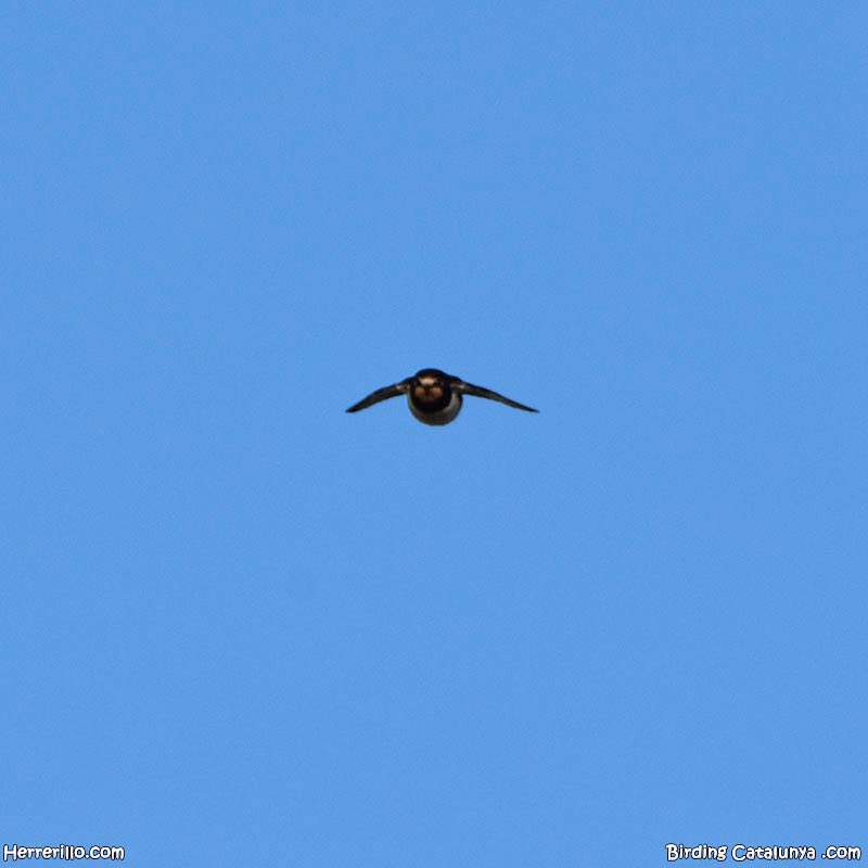 Birding Catalunya tweet media