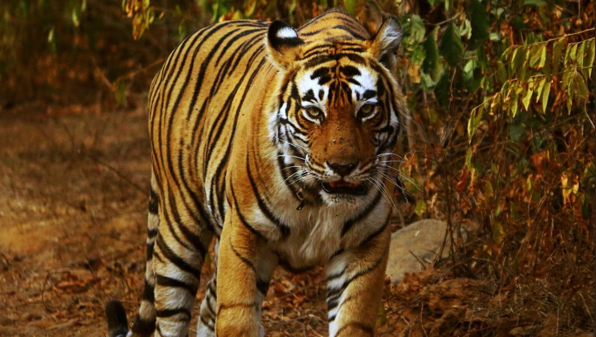 TonyMarrese's tweet image. Remember calling someone something doesn’t make them that thing. Weaponised terms need to be laughed at and unraveled as fake.
#Racist
#Rightwing
#Antisemite 
#Islamophobic
#conspiracytheorist 
Be a tiger not a pussy cat.