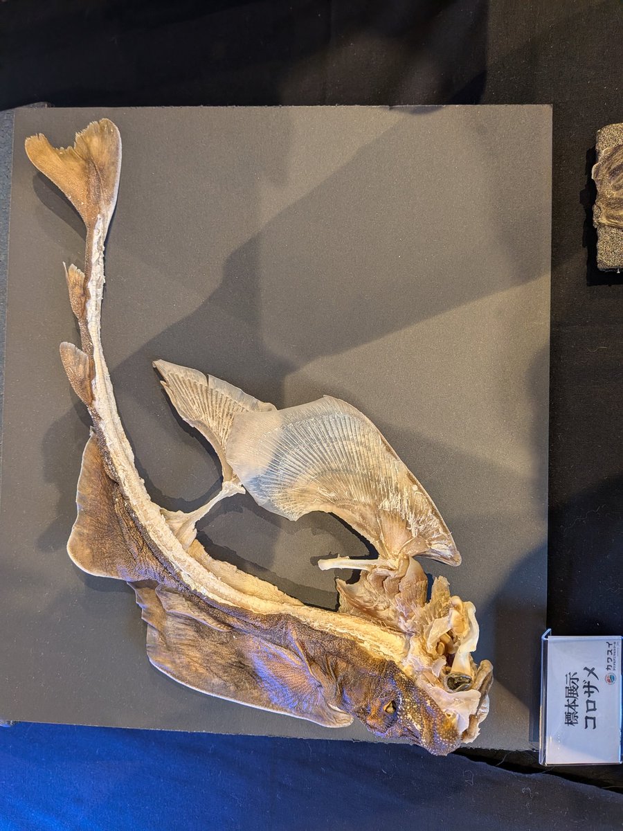 Isurus1810's tweet photo. カワス��スクールの進級展及びカワスイに行きました。半分だけ肉残す標本オシャレでいいですね https://t.co/tLwdRjbIZR