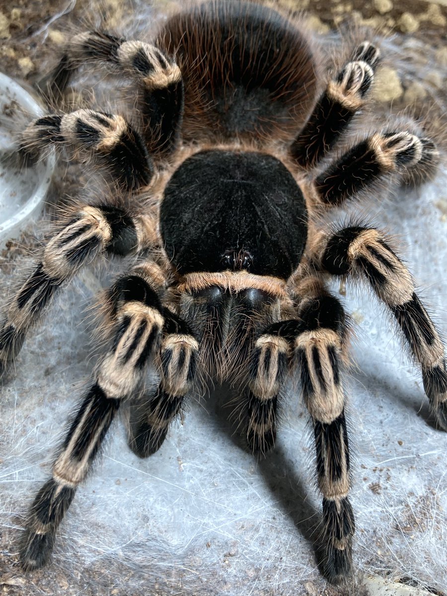 さっちゃん🐛🦂🕷 (@BugsLife3939) / Posts / X