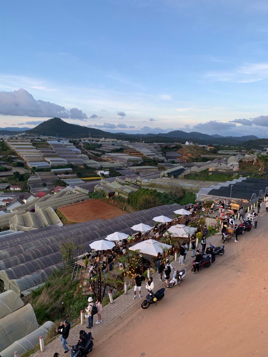 VietnamPenguin tweet media