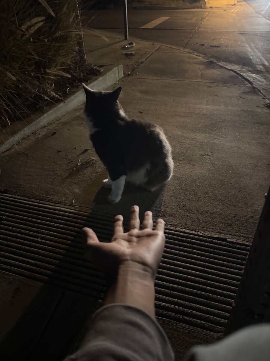 gioblaz's tweet photo. befriended this feline https://t.co/WV6lBU48aC