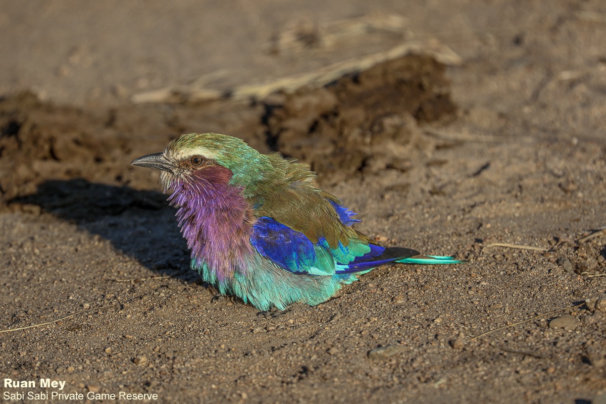 SabiSabiReserve's tweet image. Late afternoon: a Lilac-breasted Roller takes a dust bath to shed parasites, keep feathers healthy, and cool off before evening activity. #bird #birding #birdlife #nature #safari