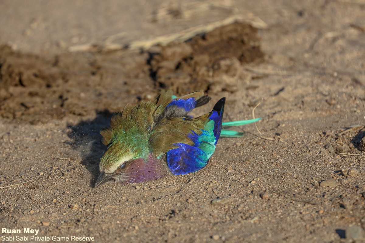 SabiSabiReserve's tweet image. Late afternoon: a Lilac-breasted Roller takes a dust bath to shed parasites, keep feathers healthy, and cool off before evening activity. #bird #birding #birdlife #nature #safari