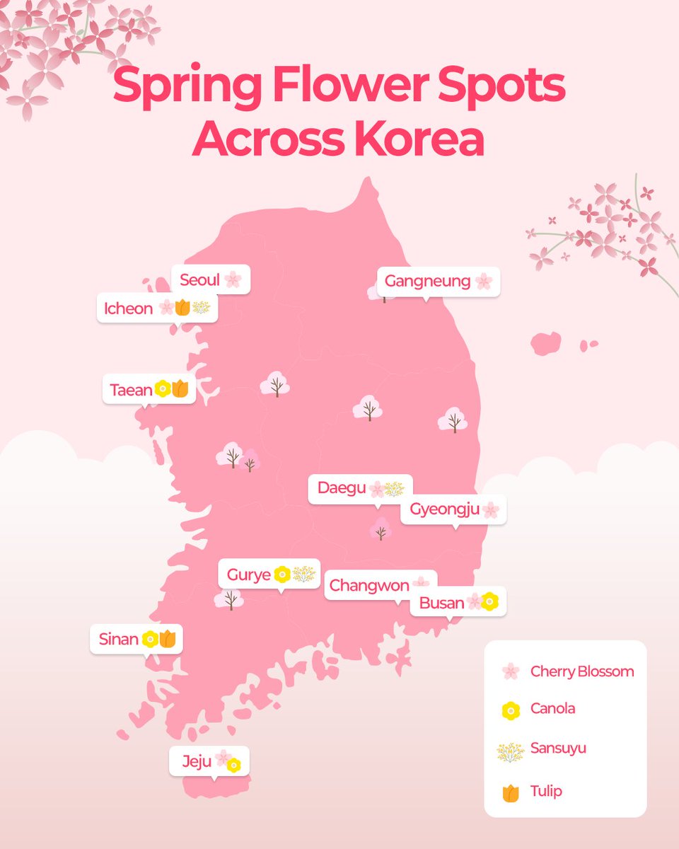 KoreanTravel's tweet photo. 🌸 Spring Flowers in Korea

As the warm breeze of spring begins to fill the air,
Korea starts to bloom with beautiful flowers.

From cherry blossoms that look like fluffy popcorn,
to bright yellow canola flowers and cornelian cherry blossoms,
and even vibrant red tulips that instantly catch your eye 🌷

each one is uniquely beautiful.
Let’s explore the best spring flower spots across Korea 👀

We’ll be introducing different flowers and related festivals in each region soon,
so follow us and don’t miss the most beautiful moments of spring in Korea 💛
