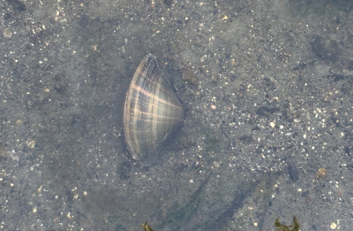 茶色がかった緑？