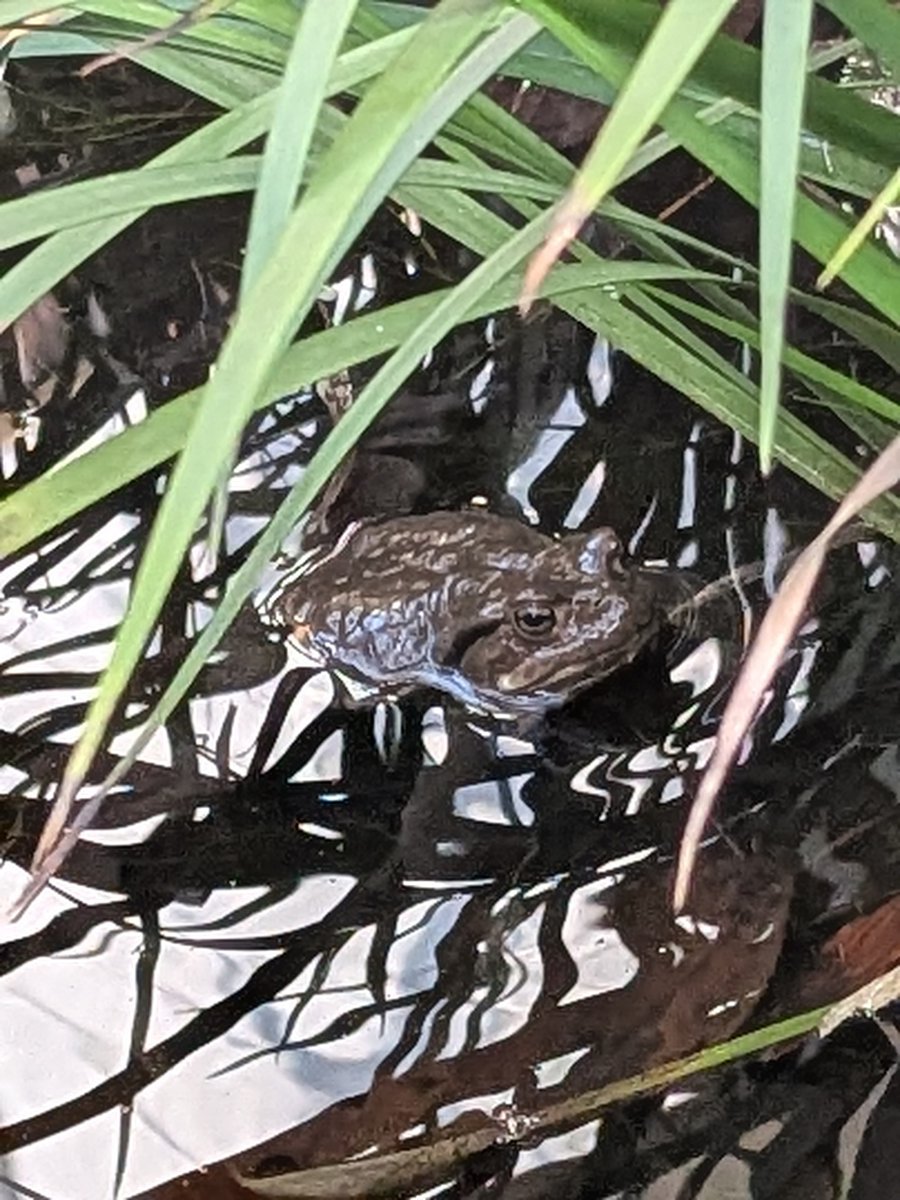 二十四節気「雨水」 春の陽気です
今年も芭蕉記念館の蟇（ひき）ちゃんたちが姿を見せてくれました
「今までどこに隠れていたの？」と驚いてしまうくらい、たくさん！
「コッコッコ…」という、ひかえめで可愛らしい鳴き声が庭園に
今だけの愛らしい姿？と鳴き声、ぜひ会いに来てくださいね

#haiku