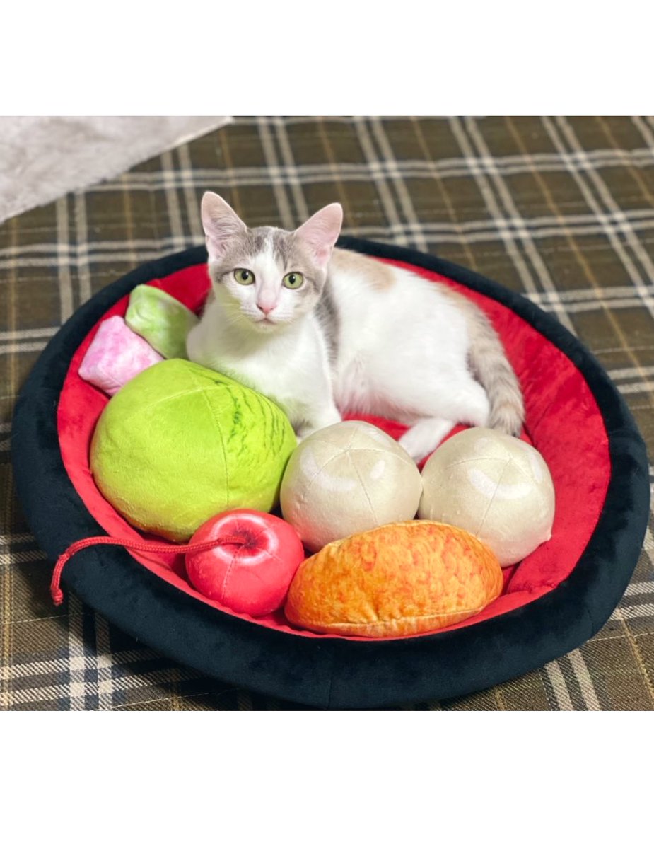 くろみつ・しらたま🐈保護猫兄妹 (@neko9682_4630) / Posts / X