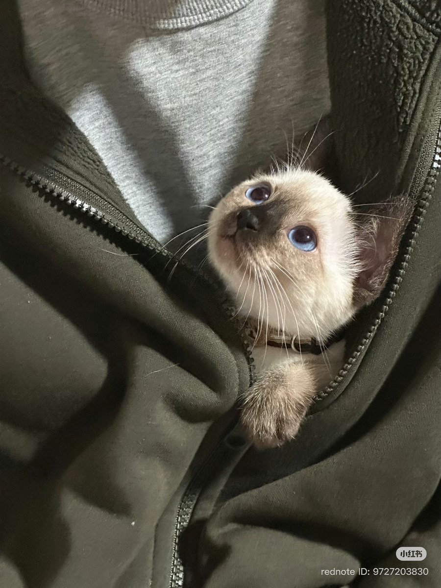 cutest cats (@cutestscats) on Twitter photo 