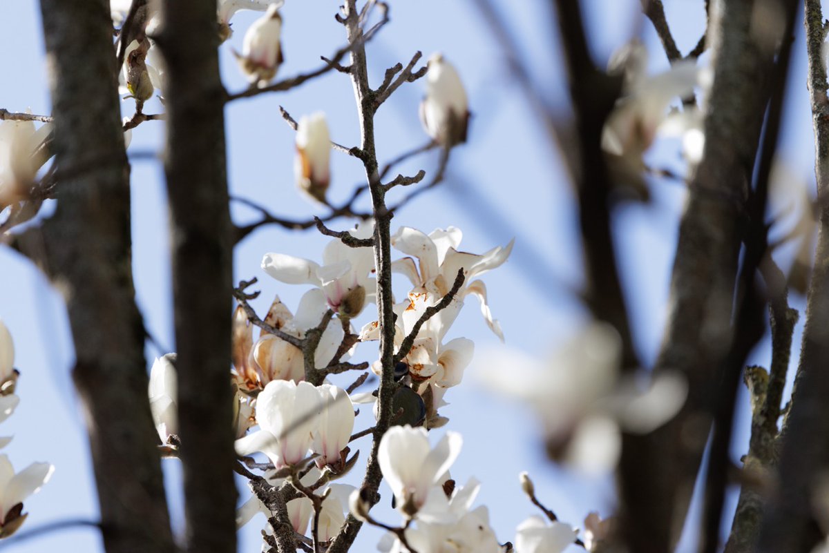 JardinLuco's tweet photo. Encore timides, déjà prometteurs : les bourgeons du magnolia et du camélia annoncent le retour des beaux jours 🌸 https://t.co/IXw2gSId5S