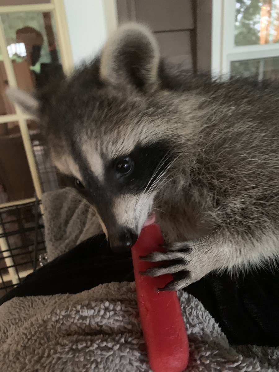 raccoonhourly tweet picture