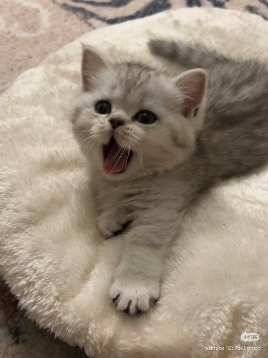 cutest cats (@cutestscats) on Twitter photo 